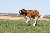 SAINT BERNARD 104